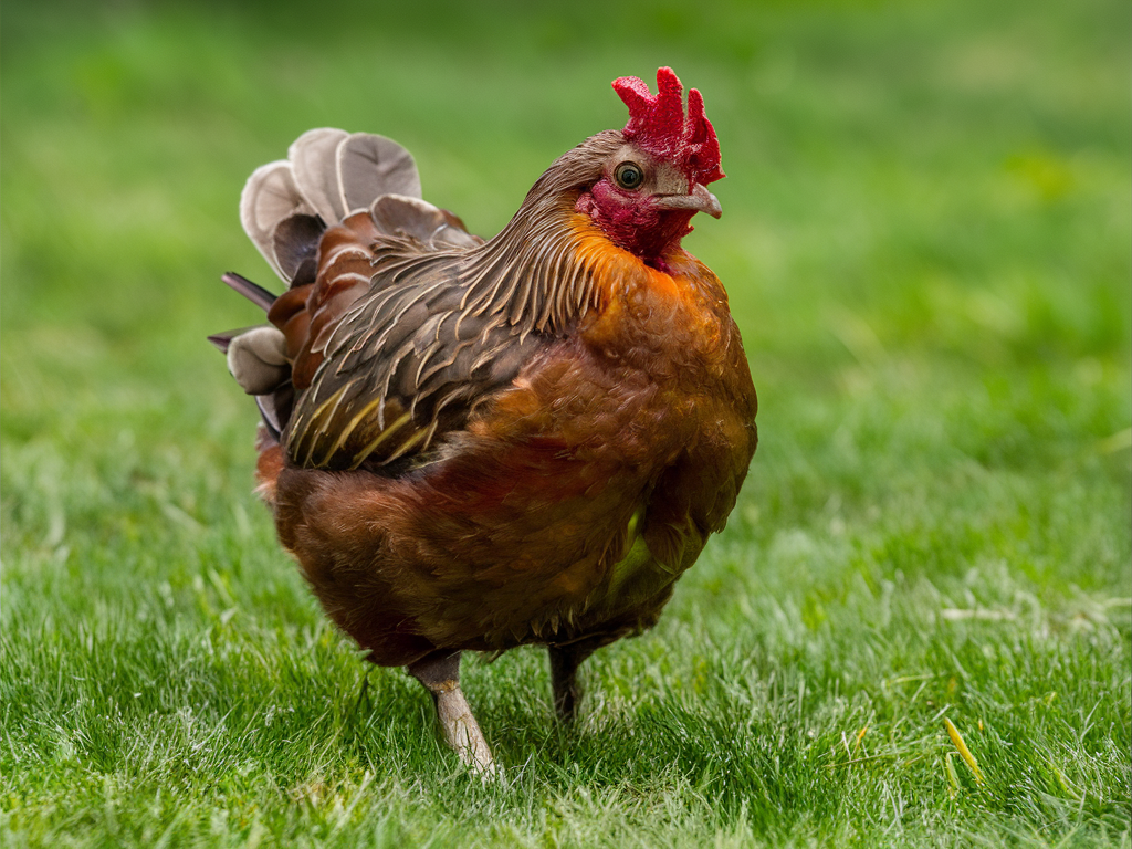 Comment Utiliser un Œuf Vibrant pour le Plaisir en Solo